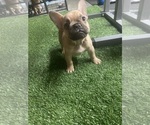 Puppy 1 French Bulldog