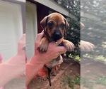 Small Photo #3 Rhodesian Ridgeback Puppy For Sale in DIVIDE, CO, USA