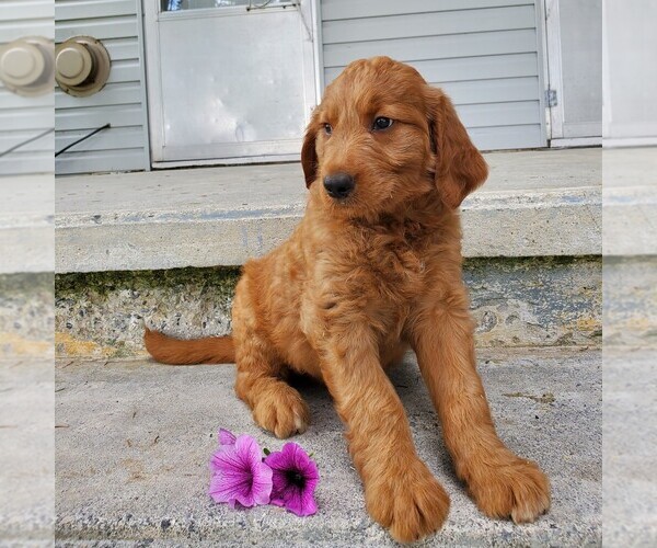 Medium Photo #1 Goldendoodle Puppy For Sale in LEOLA, PA, USA