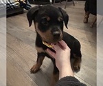Small #7 Rottweiler