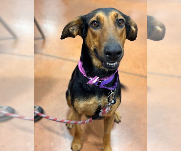 Medium Photo #25 Doberman Pinscher-German Shepherd Dog Mix Puppy For Sale in Oak Bluffs, MA, USA