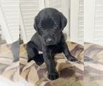Small Photo #2 Labrador Retriever Puppy For Sale in MADISON, NC, USA