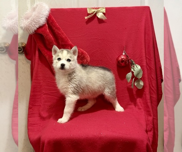 Medium Photo #1 Siberian Husky Puppy For Sale in ALTON, IL, USA