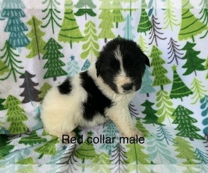 Great Pyrenees-Newfoundland Mix Puppy for sale in HERTFORD, NC, USA
