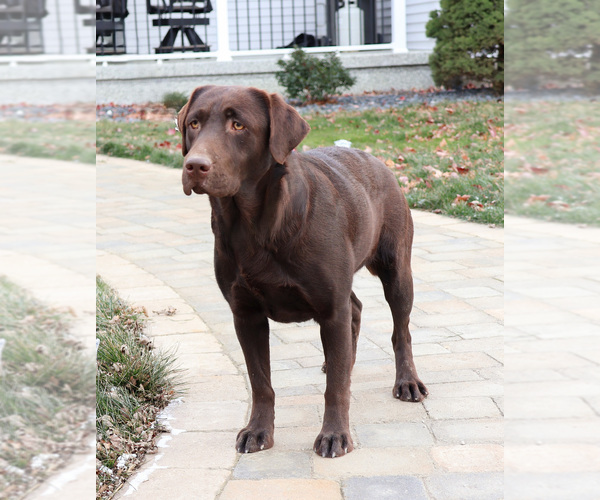 Medium Photo #2 Labrador Retriever Puppy For Sale in SYRACUSE, IN, USA