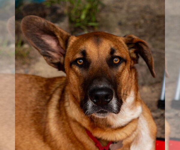 Medium Photo #51 Mutt Puppy For Sale in Canton, CT, USA