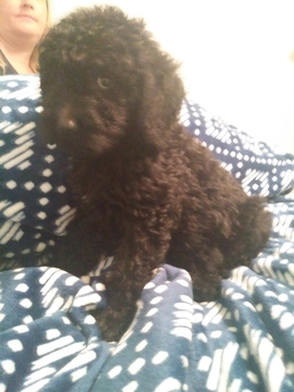View Ad: Schnoodle (Giant) Puppy for Sale near Texas, AZLE, USA. ADN-36130