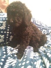 Schnoodle (Giant) Puppy for sale in AZLE, TX, USA