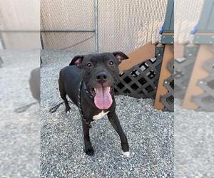 American Staffordshire Terrier-Unknown Mix Dogs for adoption in Palmetto, FL, USA