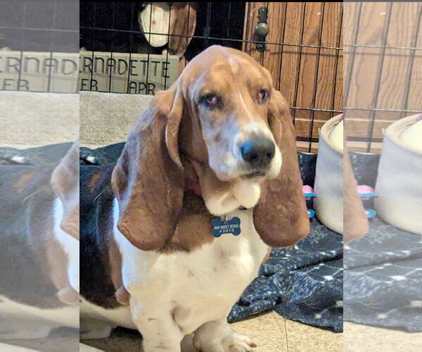 Medium Photo #2 Basset Hound Puppy For Sale in Brookville, OH, USA