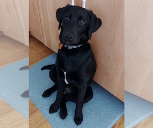 Labradoodle-Labrador Retriever Mix Puppy for sale in CANTON, OH, USA