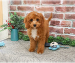 Small #8 Cavapoo (Miniature)