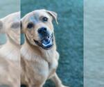 Small #2 Labrador Retriever-Rhodesian Ridgeback Mix