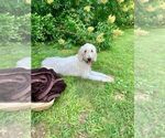 Small Photo #1 Goldendoodle-Poodle (Miniature) Mix Puppy For Sale in MORGANTOWN, KY, USA