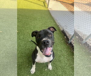 Boxer-Unknown Mix Dogs for adoption in Hilton Head, SC, USA