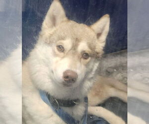 Siberian Husky Dogs for adoption in Oakland Park, FL, USA