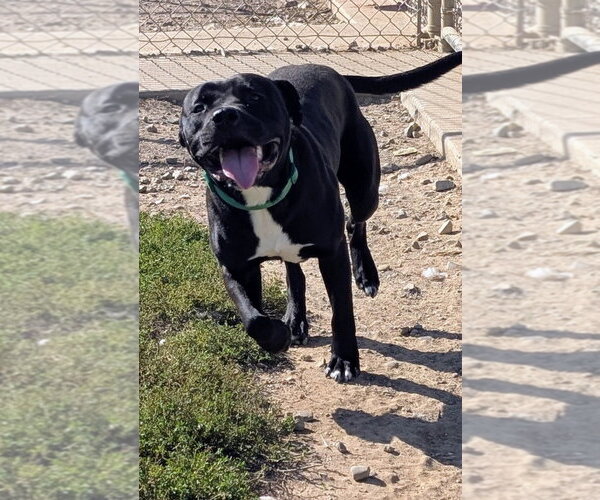 Medium Photo #3 American Staffordshire Terrier-Unknown Mix Puppy For Sale in Pierceton , IN, USA