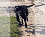 Small Photo #3 American Staffordshire Terrier-Unknown Mix Puppy For Sale in Pierceton , IN, USA