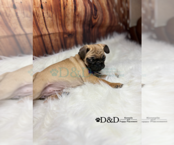 Medium Photo #7 Pug Puppy For Sale in RIPLEY, MS, USA