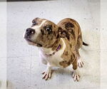 Small #4 Mutt