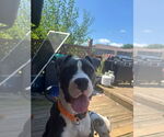 Small #2 American Pit Bull Terrier Mix