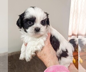Shih Tzu Puppy for sale in HUMBOLDT, IA, USA
