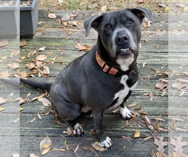 Medium Photo #5 American Staffordshire Terrier-Labrador Retriever Mix Puppy For Sale in Holly Springs, NC, USA