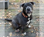 Small #4 American Staffordshire Terrier-Labrador Retriever Mix