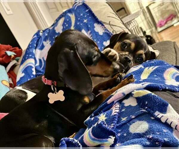 Medium Photo #3 Daug Puppy For Sale in Mundelein, IL, USA