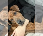 Small #4 Plott Hound Mix