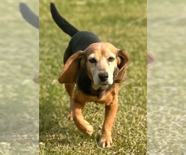 Medium Photo #3 Beagle Puppy For Sale in Dunnellon, FL, USA