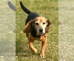 Small #2 Beagle