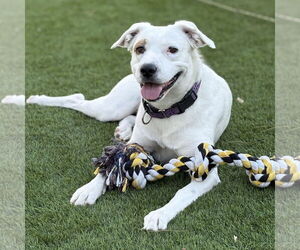 American Pit Bull Terrier-Unknown Mix Dogs for adoption in Chandler, AZ, USA