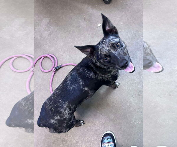 Medium Photo #3 Dachshund-Unknown Mix Puppy For Sale in Oakhurst, NJ, USA