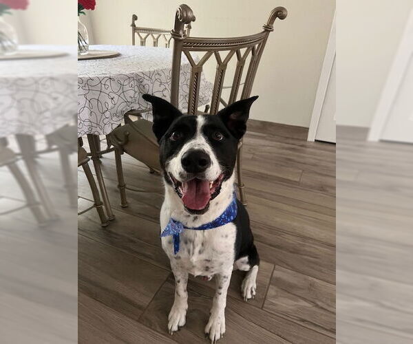 Medium Photo #7 Pointer-Unknown Mix Puppy For Sale in Chandler, AZ, USA