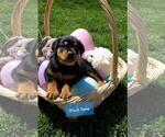 Small Photo #13 Rottweiler Puppy For Sale in COLUMBIA, MO, USA