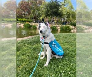 Border-Aussie Dogs for adoption in Santa Barbara, CA, USA