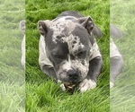 Small Photo #3 American Bully Puppy For Sale in LOS ANGELES, CA, USA