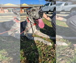 Small #2 Great Dane