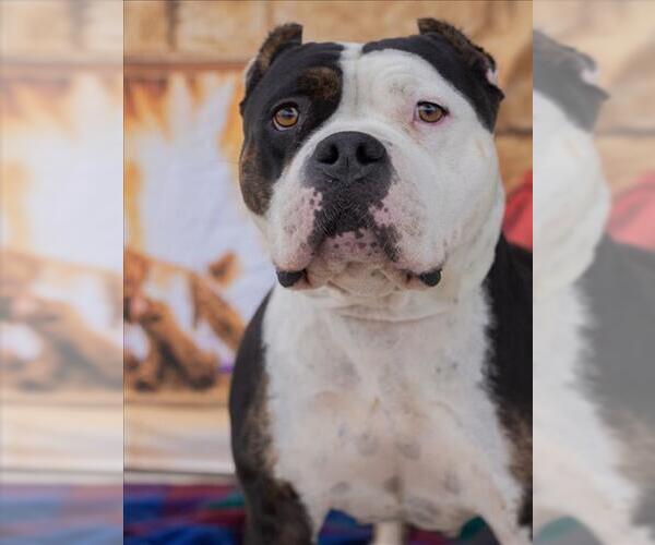 Medium Photo #1 American Staffordshire Terrier Puppy For Sale in Tracy, CA, USA