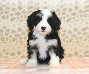 Miniature Bernedoodle Puppy for sale in DENVER, PA, USA