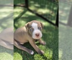 Puppy Tan Female2 American Pit Bull Terrier