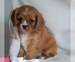 Small Photo #5 Cavalier King Charles Spaniel Puppy For Sale in FREDERICKSBG, OH, USA
