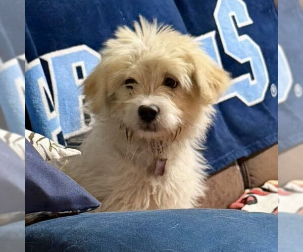 Medium Photo #2 Mutt Puppy For Sale in Spring Lake, NC, USA