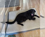 Small #6 Labrador Retriever Mix