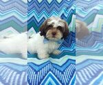 Small Photo #5 Zuchon Puppy For Sale in LANCASTER, PA, USA