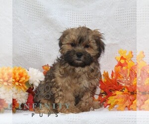 ShihPoo Puppy for sale in RISING SUN, MD, USA