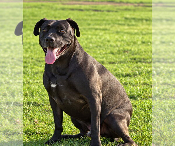 Medium Photo #16 American Staffordshire Terrier-Unknown Mix Puppy For Sale in Lake Forest, CA, USA