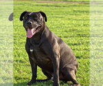 Small Photo #16 American Staffordshire Terrier-Unknown Mix Puppy For Sale in Lake Forest, CA, USA
