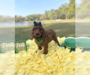 Goldendoodle-Poodle (Miniature) Mix Puppy for Sale in LAKE WALES, Florida USA